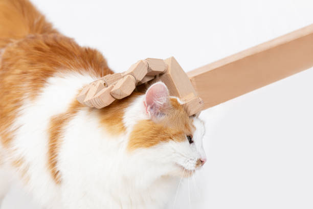 istock A Curious Cat Playfully Balancing a Wooden Block While Showcasing Its Adorable Traits 2187773618