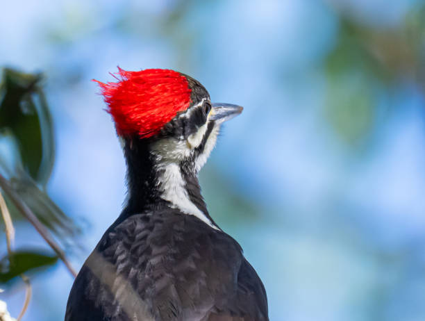 istock Pileated Woodpecker Close up 2187774304