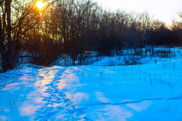 Snowy landscape with a path of footprints leading through the snow. Sun is setting casting a warm glow over the scene and creating contrast between blue tones of snow and the orange hues of the sky