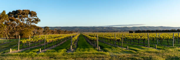 istock McLaren Vale Vineyard 2187774712