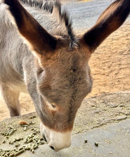 istock Donkeys in Oatman, Arizona 2187776852