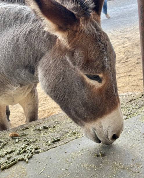 istock Donkeys in Oatman, Arizona 2187776920