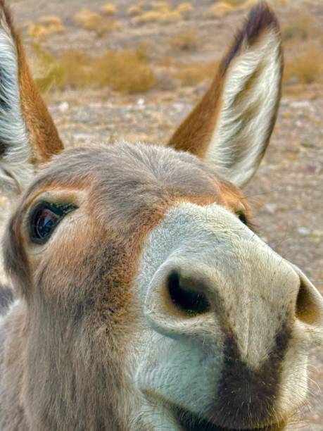 istock Donkeys in Oatman, Arizona 2187776940
