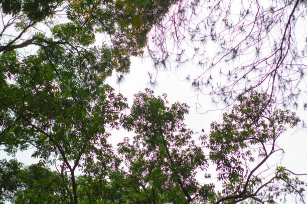 shady and cool green forests with beautiful and winning views