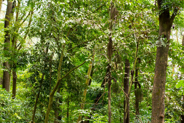 istock shady and cool green forests with beautiful and winning views 2187777268