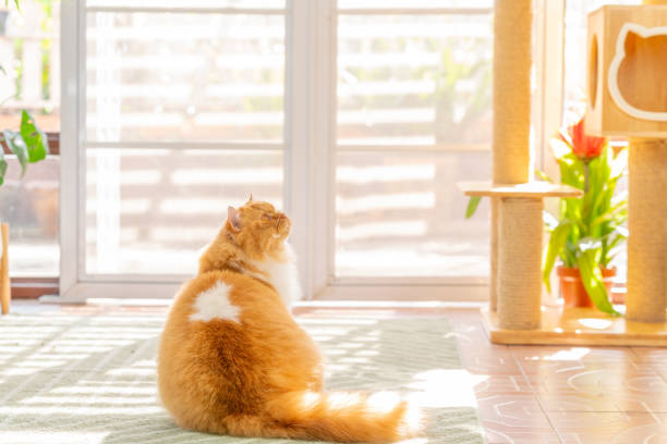 istock British Longhair cat playing in living room. 2187780255
