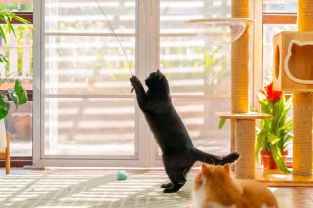 British Shorthair cat playing in living room.