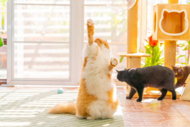 istock British Longhair cat playing in living room. 2187780275