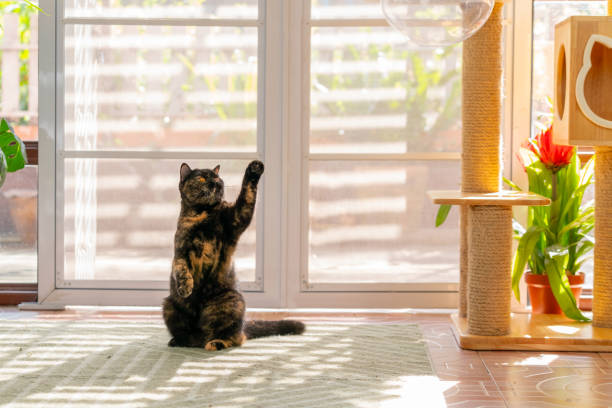 istock British Shorthair cat playing in living room. 2187780277