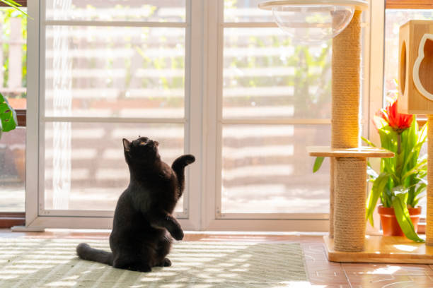 istock British Shorthair cat playing in living room. 2187780279