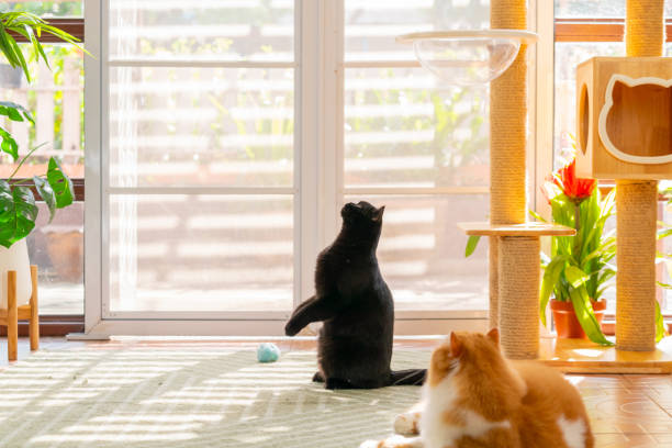 istock British Shorthair cat playing in living room. 2187780294