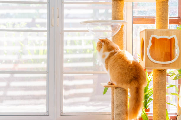 istock British Longhair cat playing in living room. 2187780301