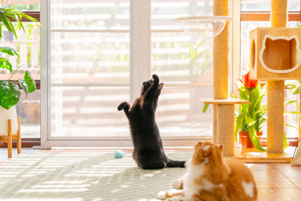 istock British Shorthair cat playing in living room. 2187780311