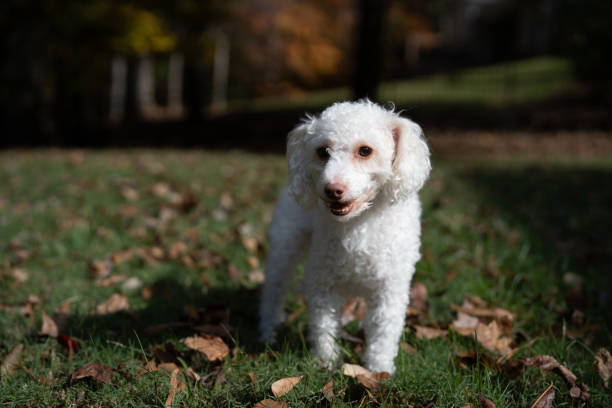 istock Poodle Dog running in a grass field in the US. 2187781067