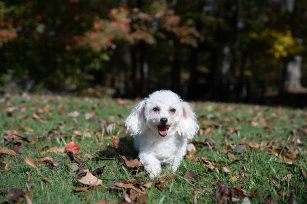istock Poodle Dog running in a grass field in the US. 2187781069