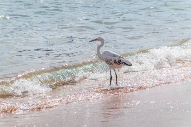 Pacific reef dark heron is walking on sands at coastline.Phuket Island - Thailand.