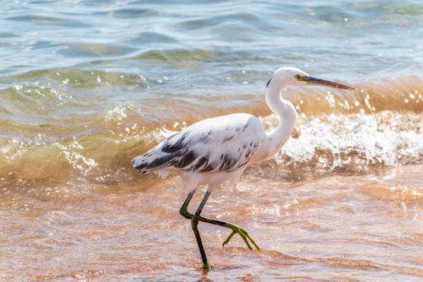 White Western Reef Heron (Egretta gularis) at Sharm el-Sheikh beach, A heron hunting in the sea. Sinai, Egypt