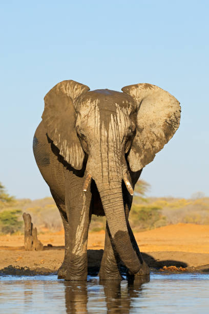 istock A large African elephant (Loxodonta africana) drinking at a waterhole, Botswana 2187782633