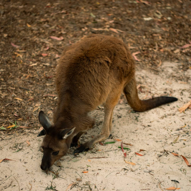 Close up of a kangaroo