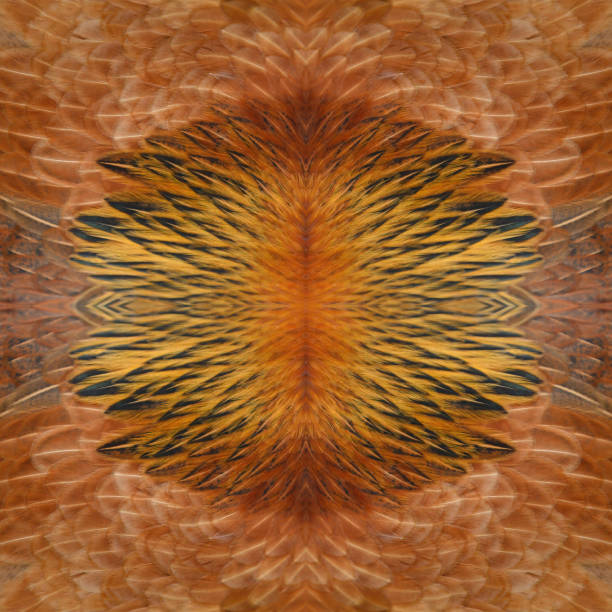 istock Beautiful chicken feathers are perfect for use as a background 2187785359