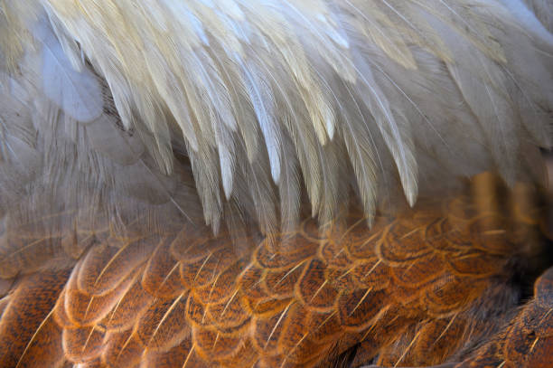 istock Beautiful chicken feathers are perfect for use as a background 2187785366
