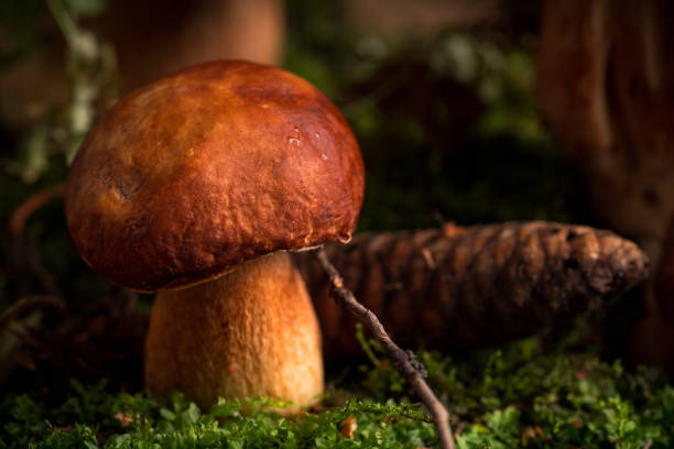Wild white mushrooms (Boletus edulis) in the forest. Selective focus. Shallow depth of field.
