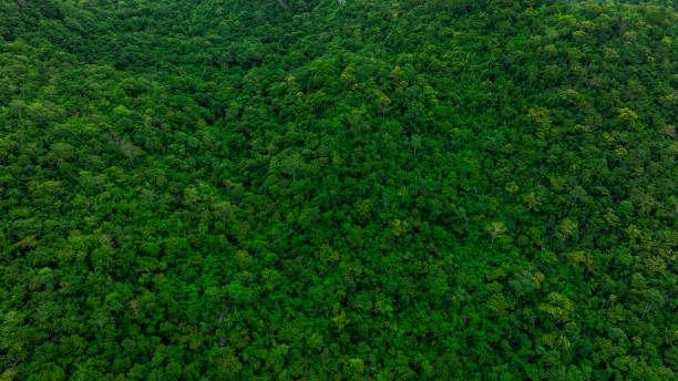 istock aerial view of mixed forest, green deciduous trees with mist clouds. The rich natural ecosystem of the rainforest concept is about conservation and natural reforestation 2187787617
