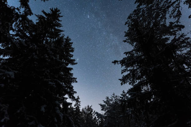 istock Night scene, winter pine forest and clear starry sky. 2187791121