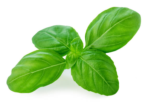 istock Basil leaf isolated on white background.  Green  Basil leaf Top view. Flat lay. Package design element 2187793168