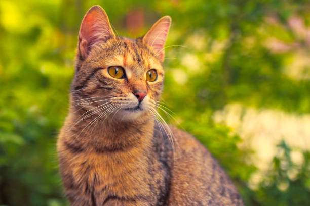 istock Beautiful Tabby Cat in a Lush Green Garden Setting 2187793196