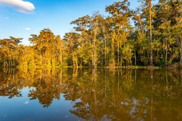 New Orleans area. Swamps of Louisiana. Magnificent reflections in the mirror water. Sunset. Journey to America. Boat excursion to the protected areas of the Mississippi Basin.