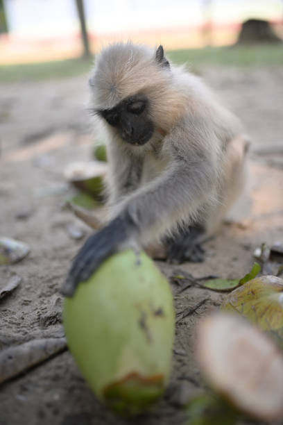 A delightful moment capturing a baby langur monkey enjoying the creamy contents of a fresh coconut. This charming image highlights the curiosity and innocence of the baby langur, while also showcasing the simple joys of nature's offerings.