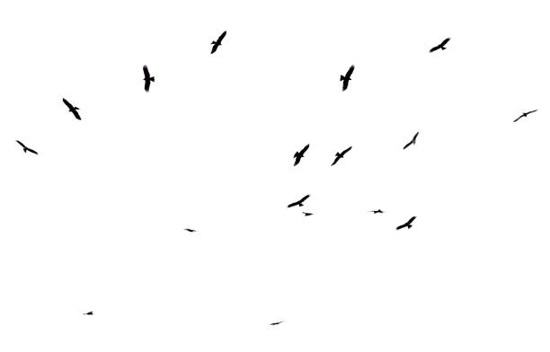 istock A flock of birds in flight isolated on a white background 2187794972
