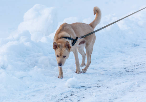 A dog is walking on a snowy road with a leash. The dog is sniffing the ground and he is curious about its surroundings. The scene is peaceful and quiet, with the snow covering the ground