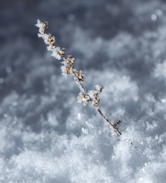 istock A snow covered branch with frost on it 2187795049