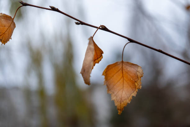 Birch branch with yellow leaves against sky. Yellow leaves on tree against cloudy sky in autumn forest. Close up