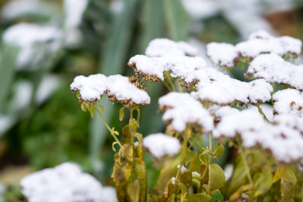 Bright chrysanthemums under the snowfall. Autumn flowers under the snow