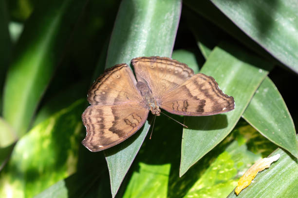 Chocolate pansy butterfly (Junonia iphita) with wings spread, resting on green leaves. On the island of Aruba