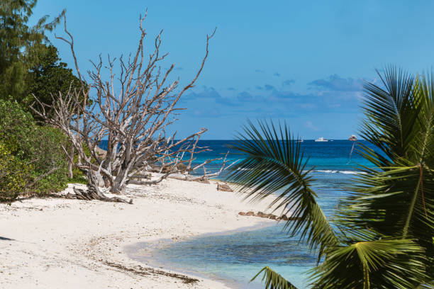 istock Idyllic Beach Scenery At Anse Gaulette 2187796495