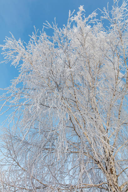 istock A tree with a lot of snow on it is in front of a blue sky 2187796501