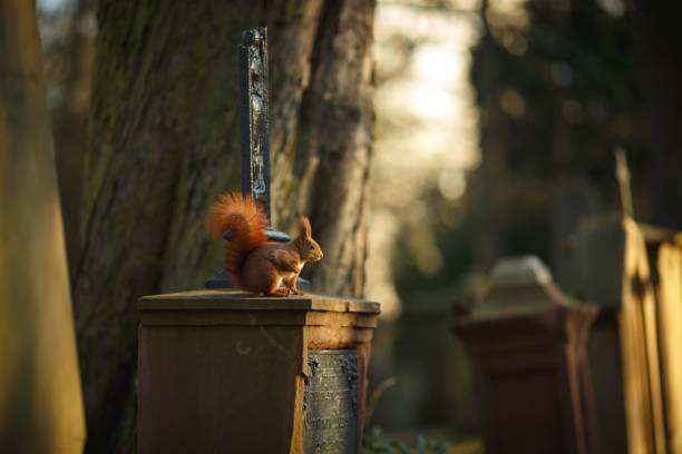 A red squirrel perched on a gravestone in a serene cemetery setting with soft sunlight filtering through trees.