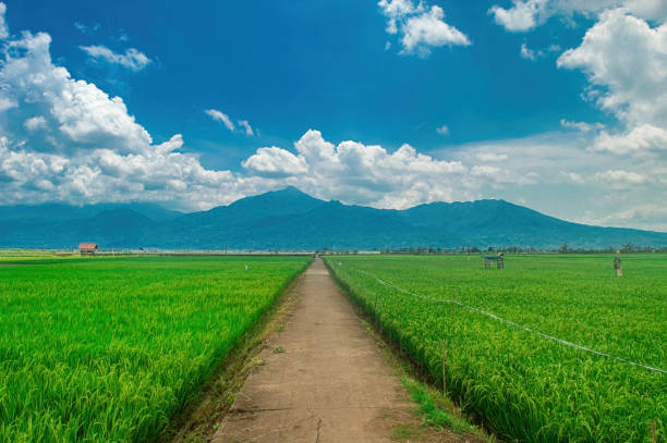 istock A scenic view of a lush green rice field with a concrete path leading towards distant mountains under a bright blue sky with fluffy clouds. Perfect for nature, agriculture, and travel themes 2187796847