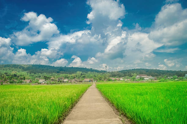 istock Concrete path through lush green rice fields under a blue sky with fluffy clouds, leading to a village surrounded by hills 2187797203