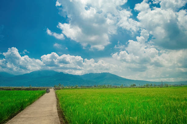 istock Scenic rural landscape with a concrete path through lush green rice fields under a vibrant blue sky with fluffy clouds and distant mountains. Perfect for nature, travel, and agricultural themes 2187797458