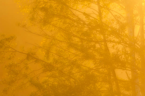 Misty early morning light casts a warm golden hue over a forest as trees fade into the background. The atmosphere is serene and peaceful, created by the gentle fog.