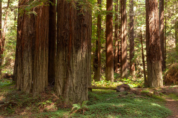 istock Mature couple walk through old growth forest 2187798124