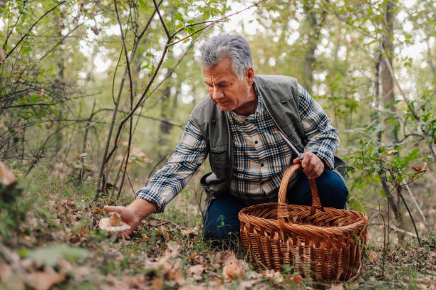 istock Senior man picking mushrooms in forest with wicker basket and knife 2187798409