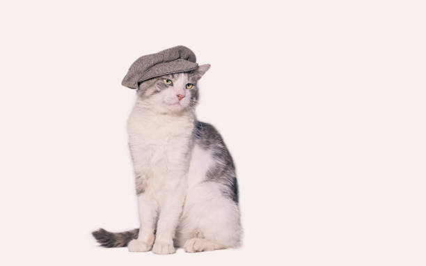 istock large mongrel cat in a hooligan cap grinning on a white background 2187798615