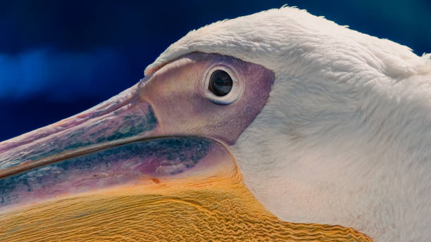 istock head and beak of a great white pelican 2187798619