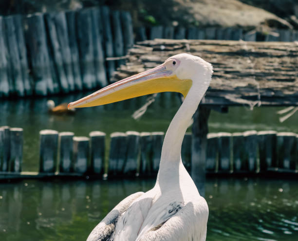 istock great white pelican on the lake 2187798636